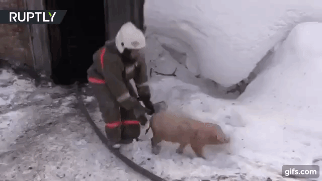 새끼돼지 구출하는 소방관들.gif | 인스티즈