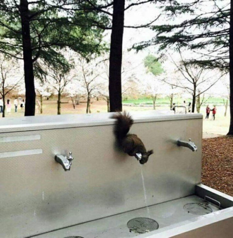 물마시는 청설모 | 인스티즈