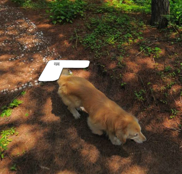 다음 로드뷰 울릉도 죽도 강아지.jpg | 인스티즈