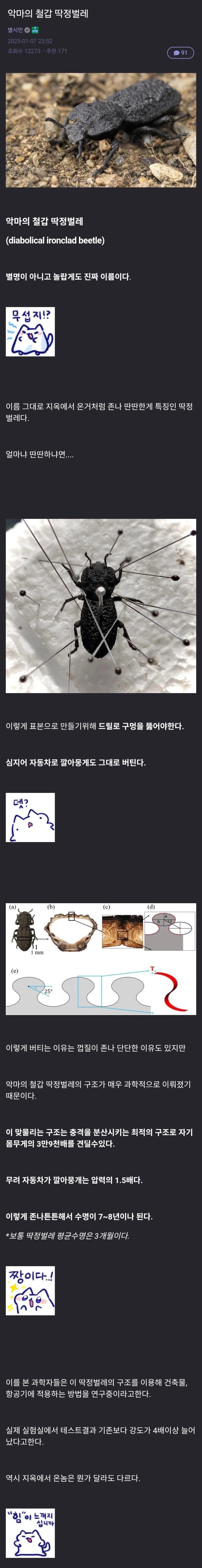 악마의 철갑 딱정벌레 .jpg | 인스티즈