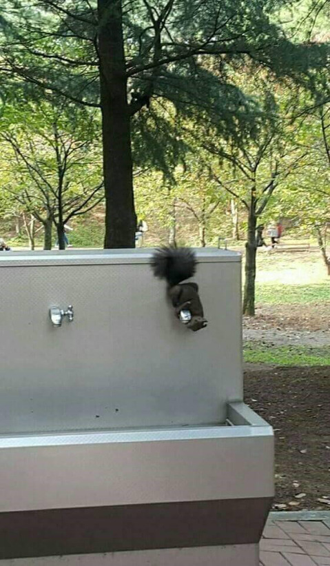 물마시는 청설모 | 인스티즈