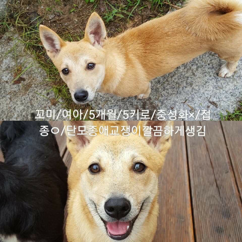 안락사명단 강아지 고양이 너무많아 꼭 봐줘..ㅠㅠ | 인스티즈