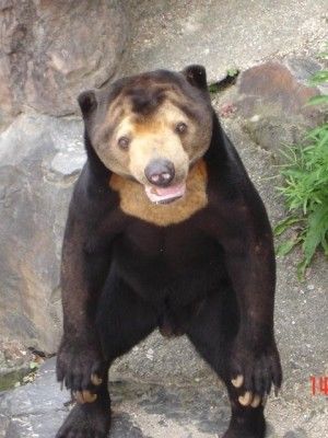 기괴하게 생긴걸로는 만렙보스인 말레이곰 (혐오주의) | 인스티즈