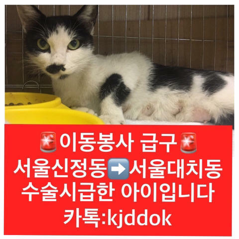 안락사 고양이랑 이동이 급한 고양이 보구가줘ㅠㅠ | 인스티즈