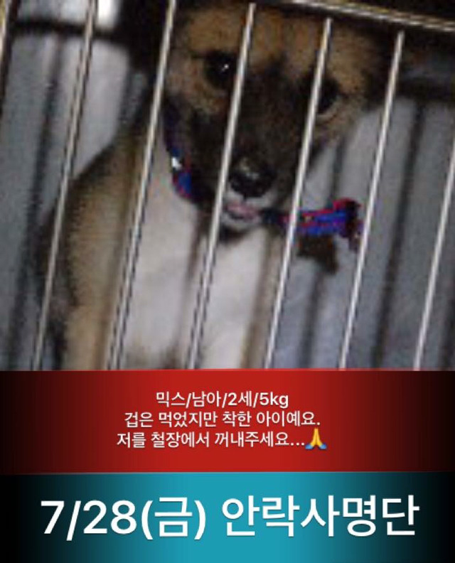 금요일 안락사 두마리 보구가줘~ㅠㅠ | 인스티즈