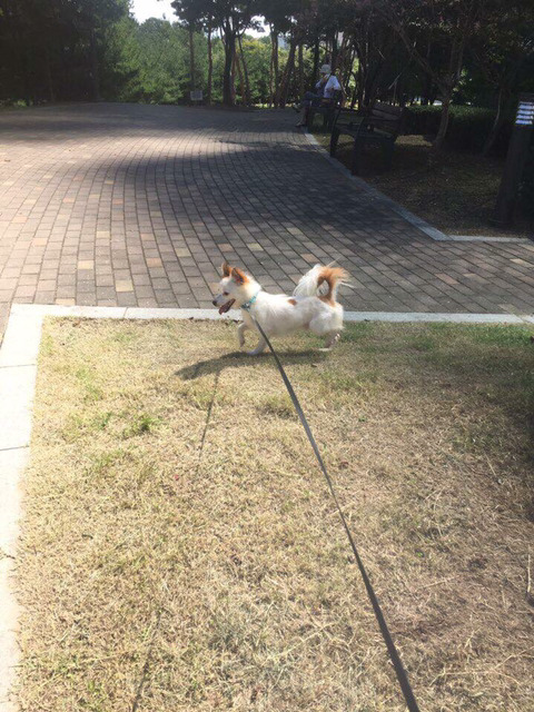 안락사명단 강아지 고양이 너무많아 꼭 봐줘..ㅠㅠ | 인스티즈