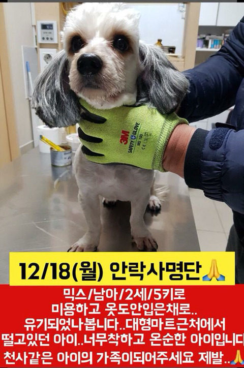 월요일날 안락사될 애기들 보고가줘ㅠㅠㅠ | 인스티즈