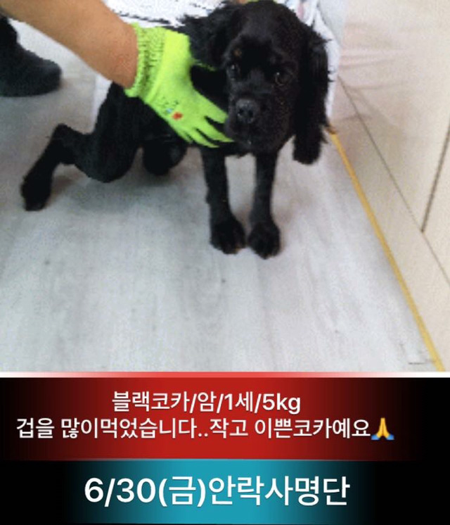 금요일 안락사.방사될 강아지고양이 보고가줘ㅠㅠ | 인스티즈