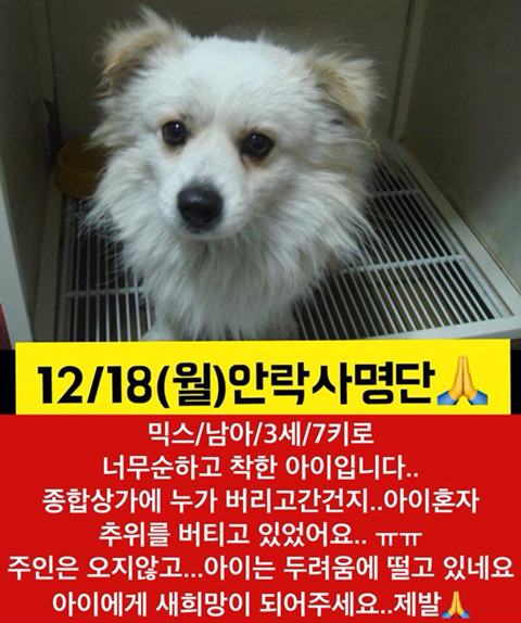 월요일날 안락사될 애기들 보고가줘ㅠㅠㅠ | 인스티즈