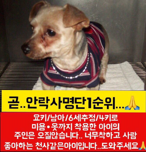 안락사 명단 아이들 보고가줘ㅠㅠ | 인스티즈