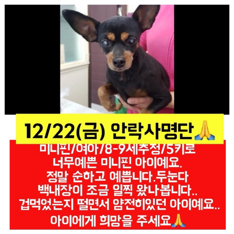 몇시간 후면 안락사될 아이들 보고가줘ㅠㅠㅠ 넘 귀여운 똥강아지도 잇어 | 인스티즈