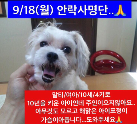 안락사명단 강아지 고양이 너무많아 꼭 봐줘..ㅠㅠ | 인스티즈