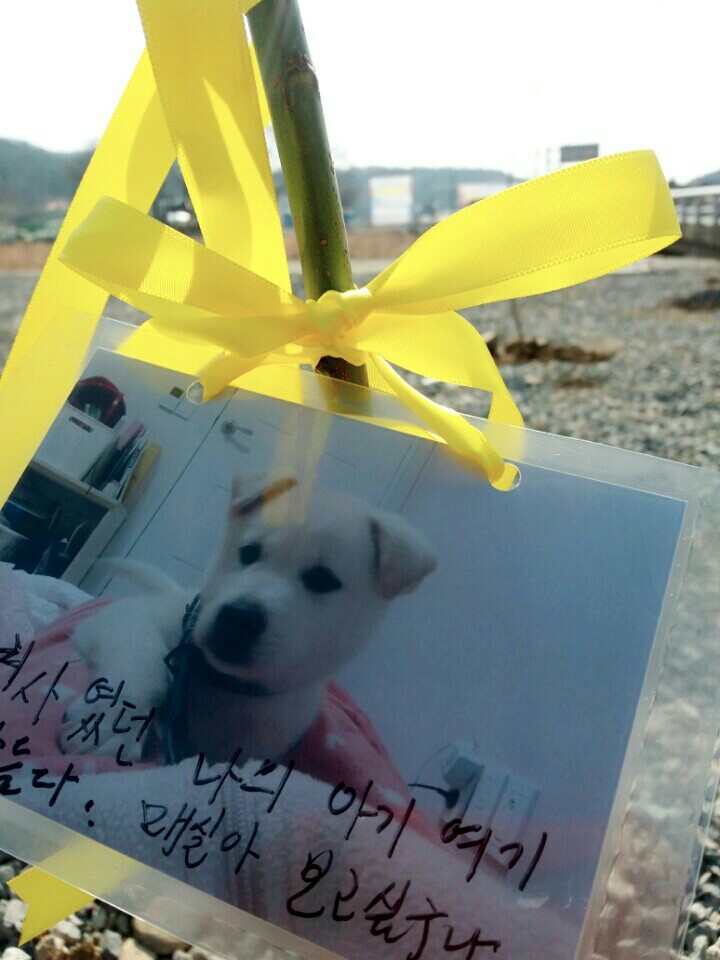 나의 반려견 매실이가 개소주가 되어 돌아온것을 알리니 사람들은 나를 개소주녀 라고 부릅니다 | 인스티즈