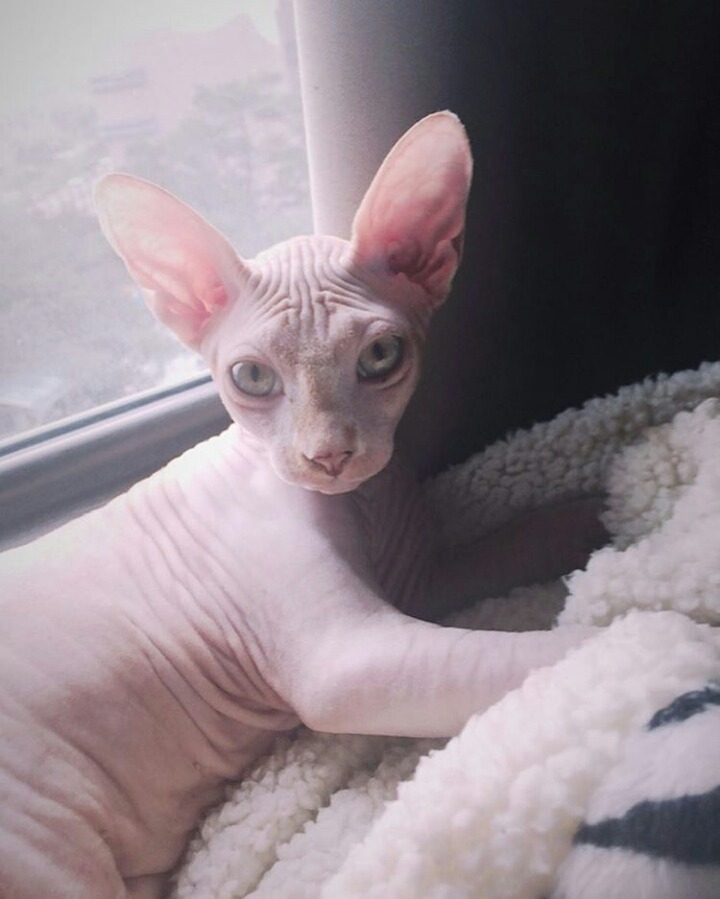 사람보다 동물이 더 많이 사는 아이돌 숙소 | 인스티즈