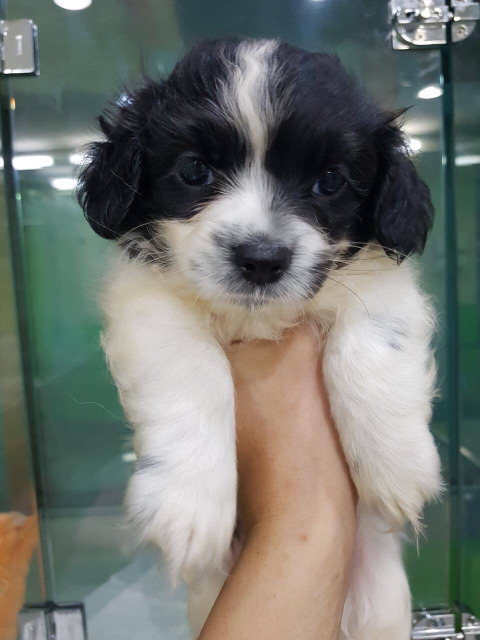 안락사명단 강아지 고양이 너무많아 꼭 봐줘..ㅠㅠ | 인스티즈