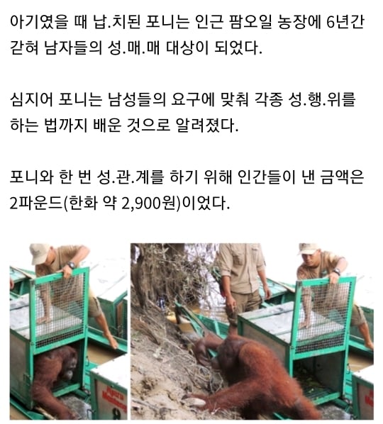 6년간 성노예로 살았던 암컷 오랑우탄 최근 근황 | 인스티즈