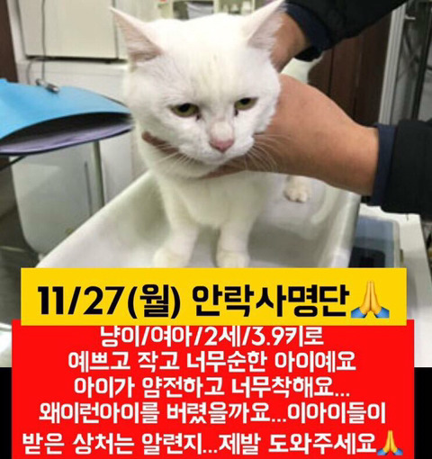 낼 안락사될 아이들 한번씩이라도 보고가줘ㅠㅠㅠ | 인스티즈