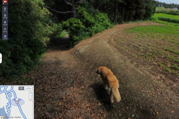 다음 로드뷰 울릉도 죽도 강아지.jpg | 인스티즈