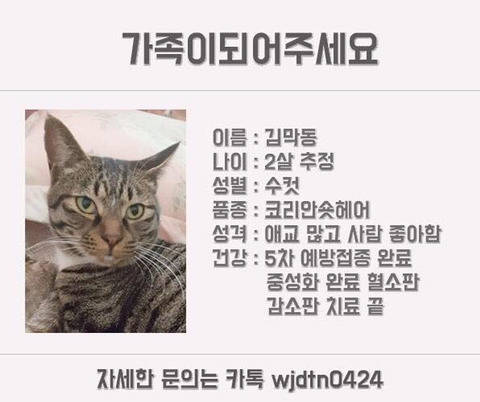 안락사명단 강아지 고양이 너무많아 꼭 봐줘..ㅠㅠ | 인스티즈