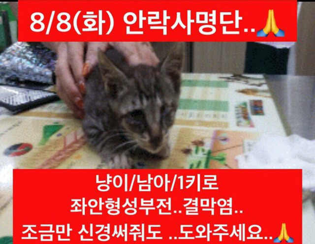 곧 안락사 될 강아지랑 방사 될 고양이 봐줘ㅜㅜ | 인스티즈
