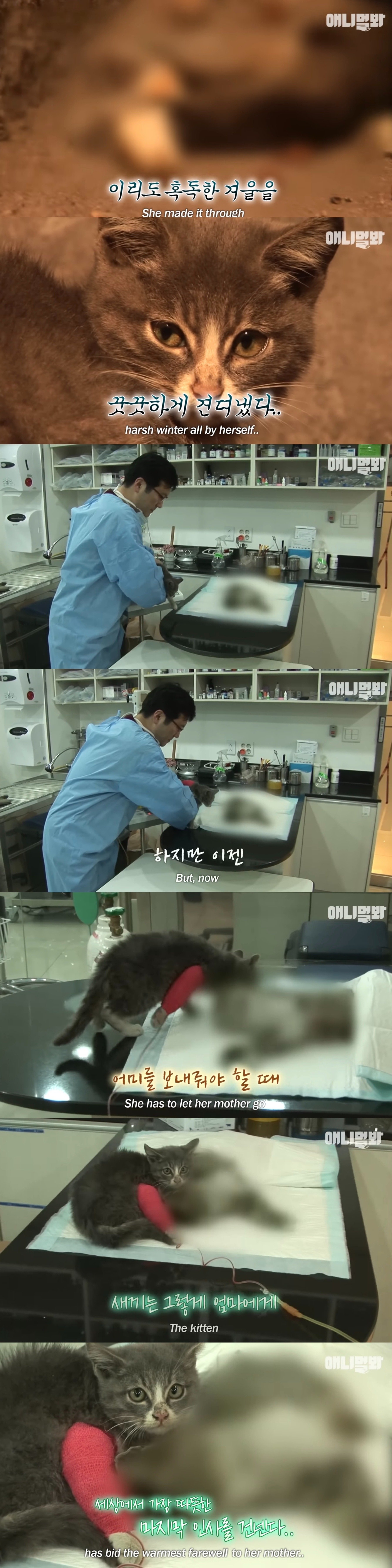 죽은 어미한테 꾹꾹이하던 새끼 고양이 .. 13년 후 | 인스티즈