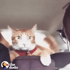 차탔을때 댕댕이와 냥냥이 반응 | 인스티즈