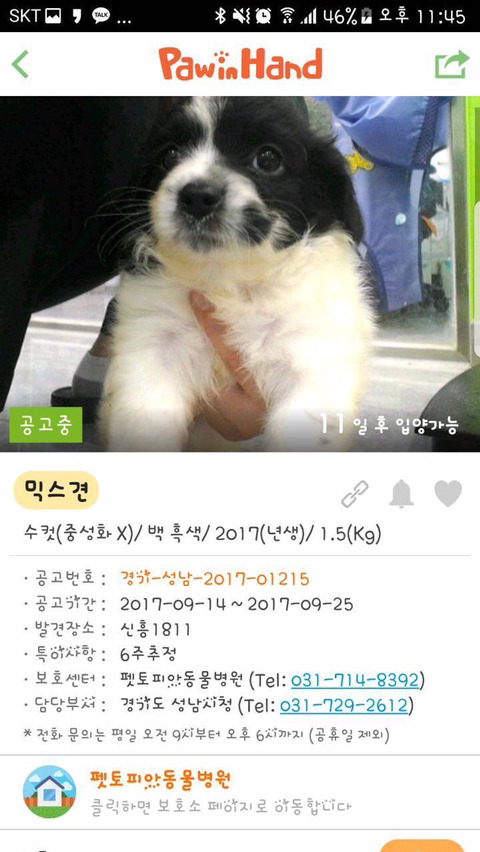 안락사명단 강아지 고양이 너무많아 꼭 봐줘..ㅠㅠ | 인스티즈