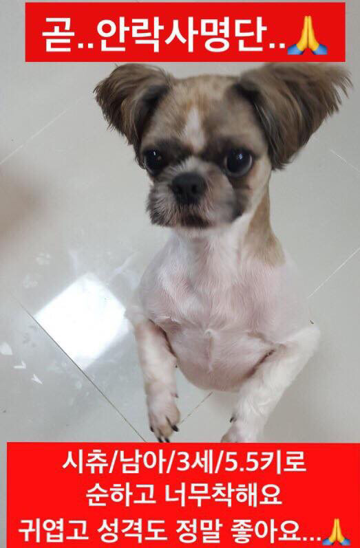 곧 안락사 될 강아지랑 방사 될 고양이 봐줘ㅜㅜ | 인스티즈