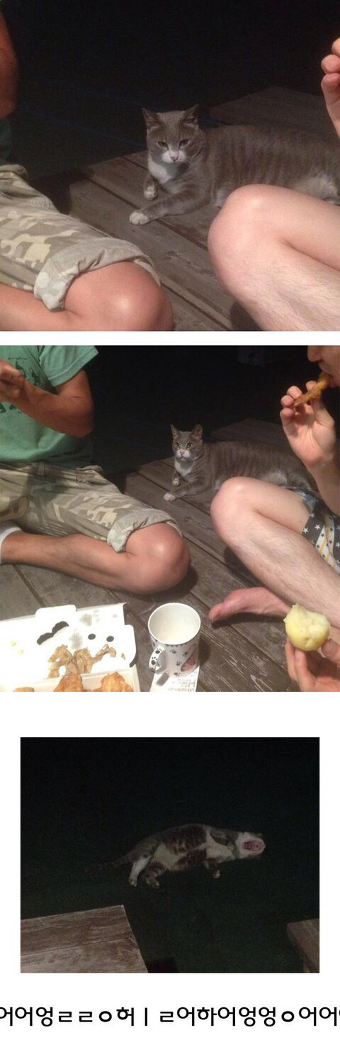 만화가 강풀 정말 무서운사람이네요. 고양이에게 잔인한 고문을.... | 인스티즈