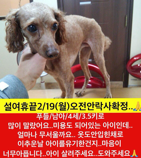 설끝나자마자 안락사 될 아이들 보고가주라!!ㅠㅠ | 인스티즈