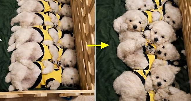 "엄마가 잠든 댕댕이들한테 밥 먹자~ 했더니 난리가 났어요" | 인스티즈