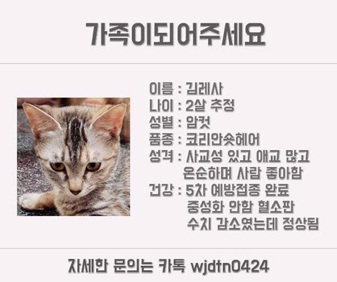 안락사명단 강아지 고양이 너무많아 꼭 봐줘..ㅠㅠ | 인스티즈