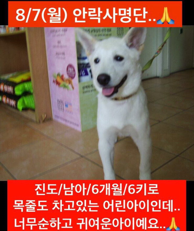 곧 안락사 될 강아지랑 방사 될 고양이 봐줘ㅜㅜ | 인스티즈