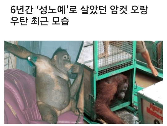 6년간 성노예로 살았던 암컷 오랑우탄 최근 근황 | 인스티즈