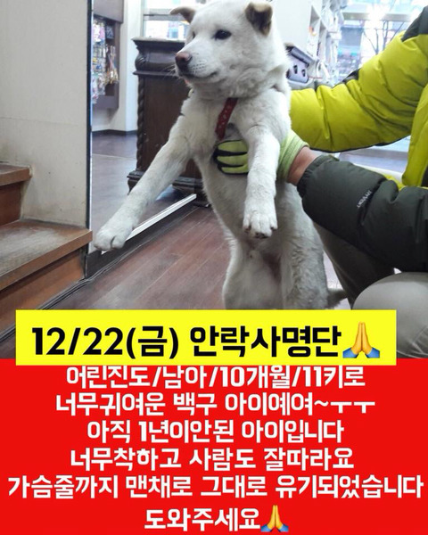 몇시간 후면 안락사될 아이들 보고가줘ㅠㅠㅠ 넘 귀여운 똥강아지도 잇어 | 인스티즈