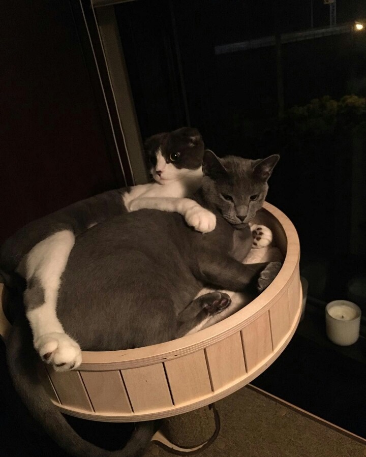 사람보다 동물이 더 많이 사는 아이돌 숙소 | 인스티즈