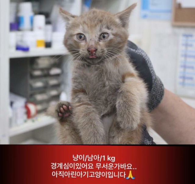 금요일 안락사.방사될 강아지고양이 보고가줘ㅠㅠ | 인스티즈