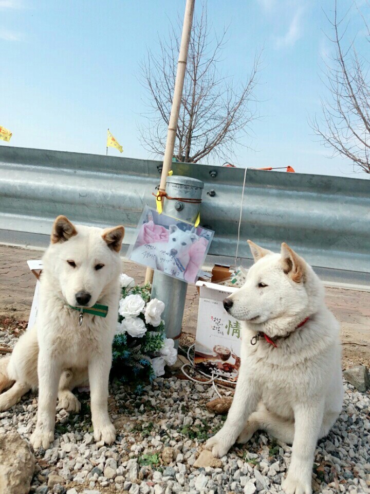 나의 반려견 매실이가 개소주가 되어 돌아온것을 알리니 사람들은 나를 개소주녀 라고 부릅니다 | 인스티즈