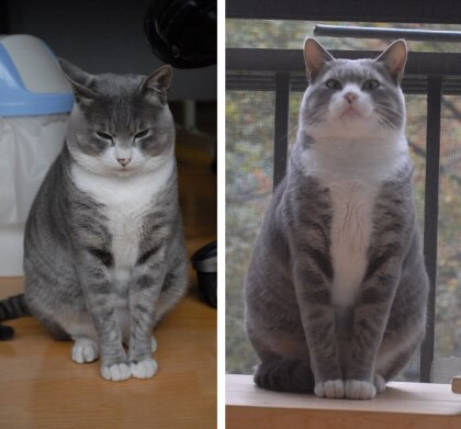 만화가 강풀 정말 무서운사람이네요. 고양이에게 잔인한 고문을.... | 인스티즈