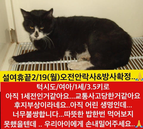 설끝나자마자 안락사 될 아이들 보고가주라!!ㅠㅠ | 인스티즈