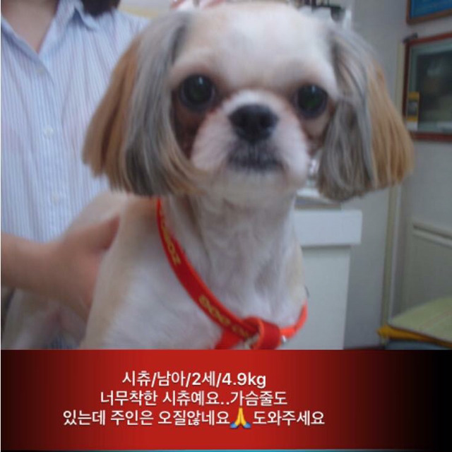 금요일 안락사.방사될 강아지고양이 보고가줘ㅠㅠ | 인스티즈