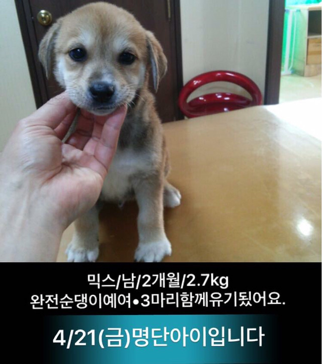 금요일날 안락사 되는 애기들이래ㅠㅠ | 인스티즈