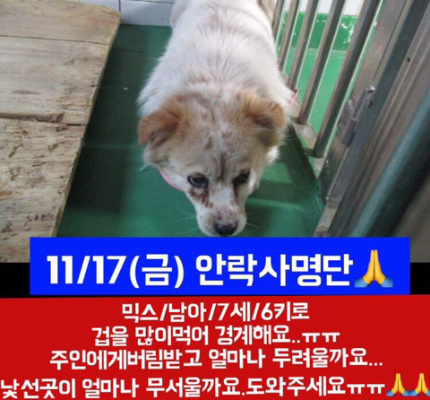 안락사 명단 아이들 보고가줘ㅠㅠ | 인스티즈