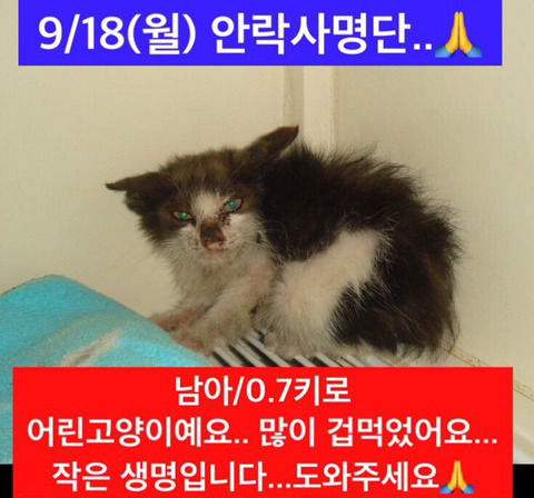안락사명단 강아지 고양이 너무많아 꼭 봐줘..ㅠㅠ | 인스티즈