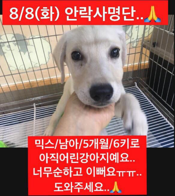 곧 안락사 될 강아지랑 방사 될 고양이 봐줘ㅜㅜ | 인스티즈