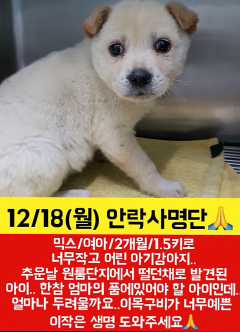 월요일날 안락사될 애기들 보고가줘ㅠㅠㅠ | 인스티즈