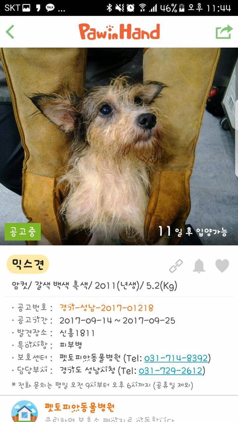 안락사명단 강아지 고양이 너무많아 꼭 봐줘..ㅠㅠ | 인스티즈