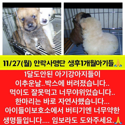 낼 안락사될 아이들 한번씩이라도 보고가줘ㅠㅠㅠ | 인스티즈