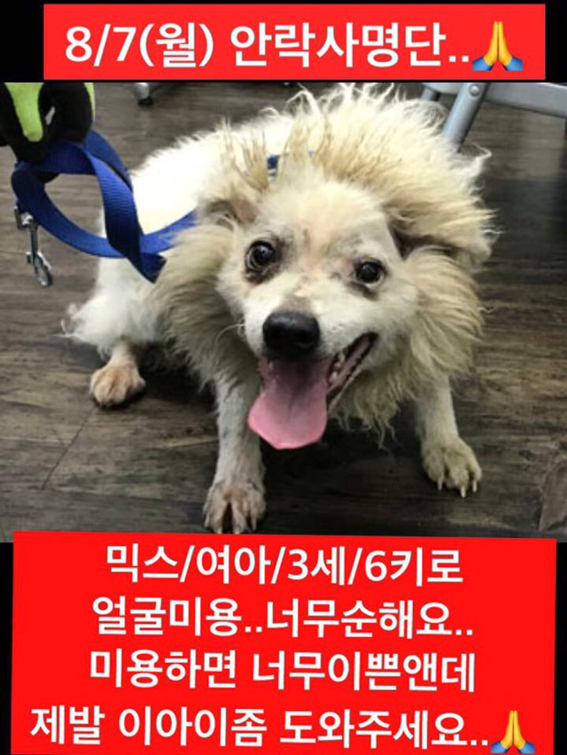곧 안락사 될 강아지랑 방사 될 고양이 봐줘ㅜㅜ | 인스티즈