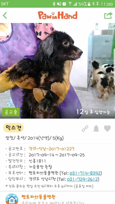 안락사명단 강아지 고양이 너무많아 꼭 봐줘..ㅠㅠ | 인스티즈